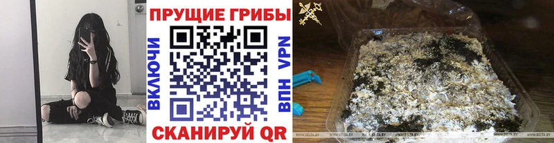 Галлюциногенные грибы Psilocybine cubensis  Купить закладки  Краснодар 